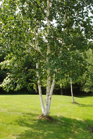 A Cluster of Birch Trees